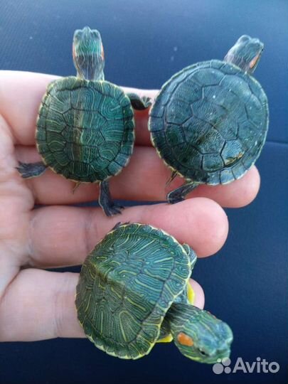 Черепашки красноухие