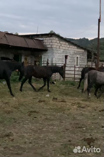 Элитный жеребчик