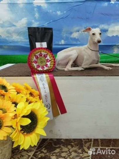 Собака левретка