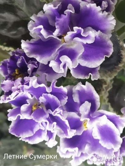 Сортовые фиалки