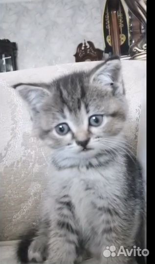 Шотланская шиншилла