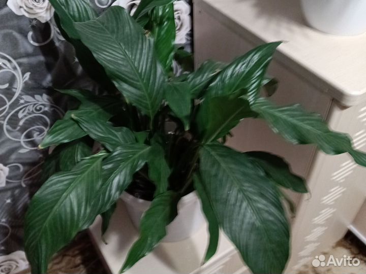 Спатифиллум