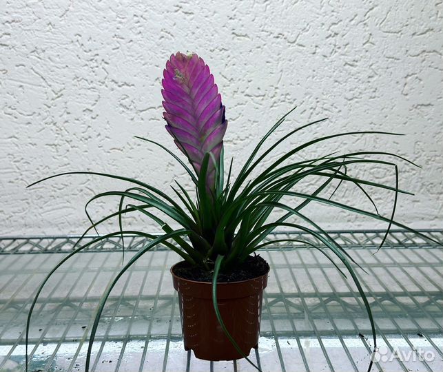 Тилландсия Анита (Tillandsia cyanea Anita, цианея)