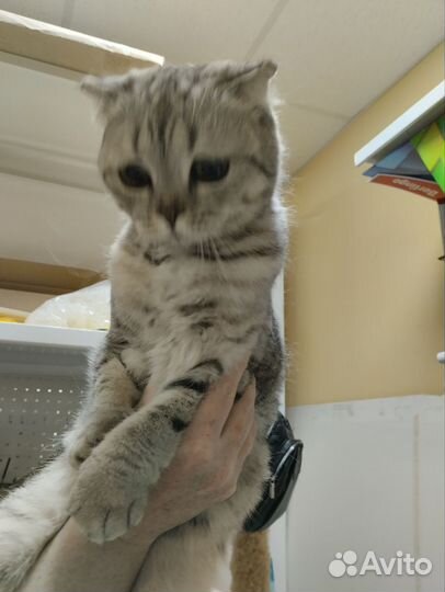 Кошка шотландская в дар