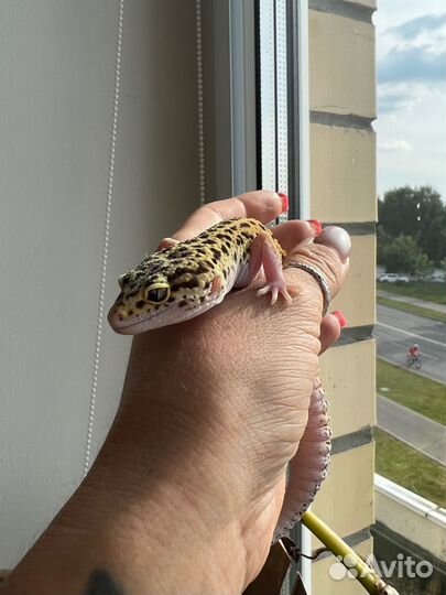 Самка эублефара 2022 г