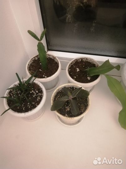 Комнатные цветы