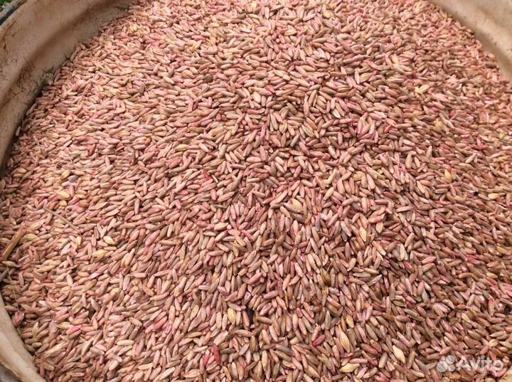 Рожь протравленная на сидерат зерно