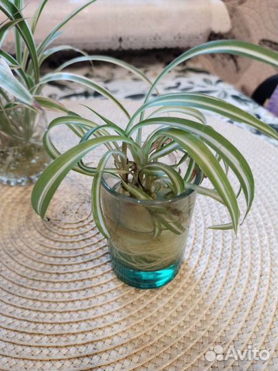 Хлорофитум кучерявый и простой