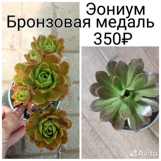 Суккуленты разные: