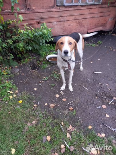 Русская пегая гончая