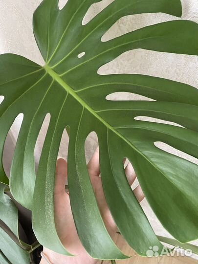 Цветок растение Монстера делициоза