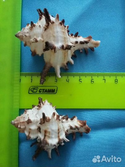 Морские ракушки