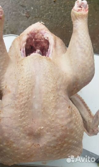 Мясо домашней индейки