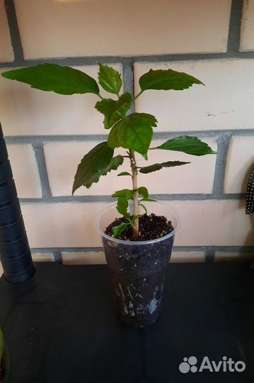 Гибискус китайская роза