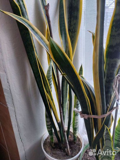 Растения комнатные продам