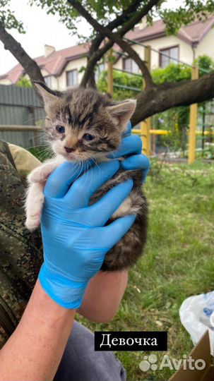 Котенок в добрые руки