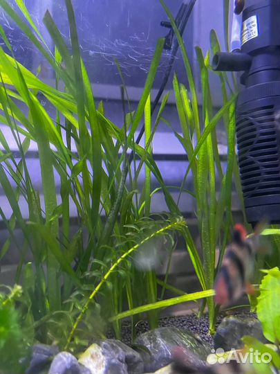 Аквариумные водоросли, рыбки Гуппи, улитки