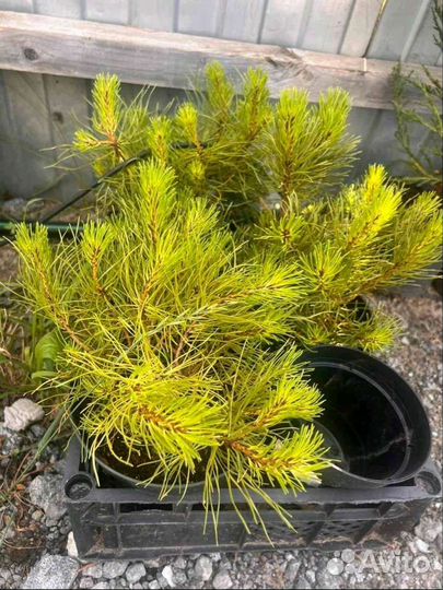 Сосна горная пумилио