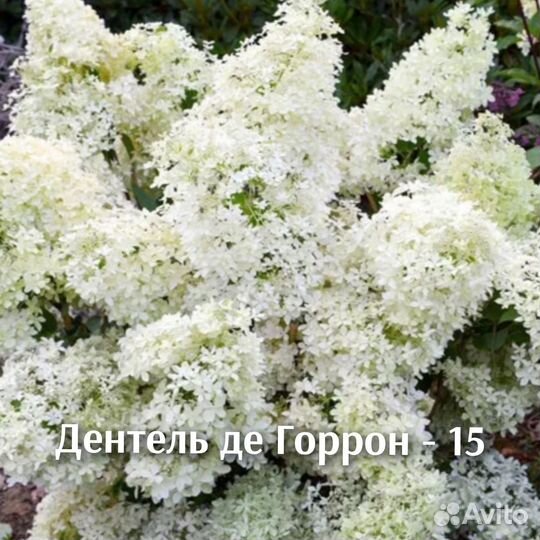 Гортензия метельчатая