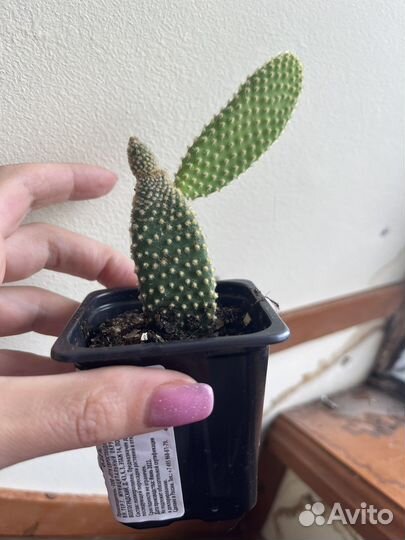 Цветы комнатные