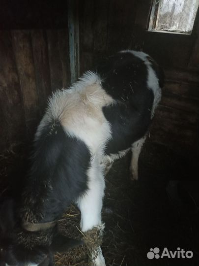 Продаем бычка