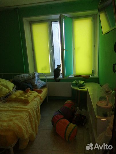 Передержка кошек 