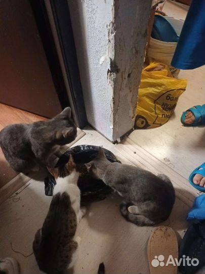 Котята в добрые руки бесплатно