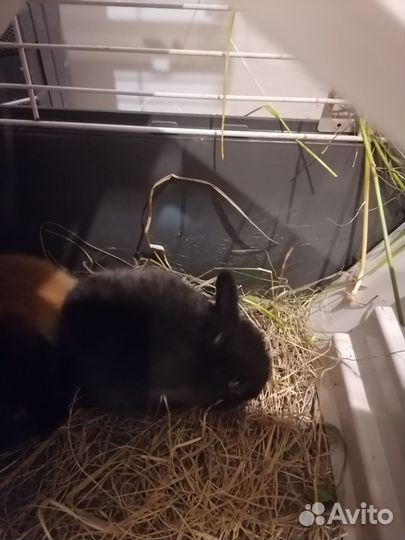 Декоративные кролики