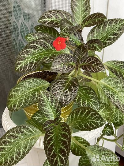 Эписции разные