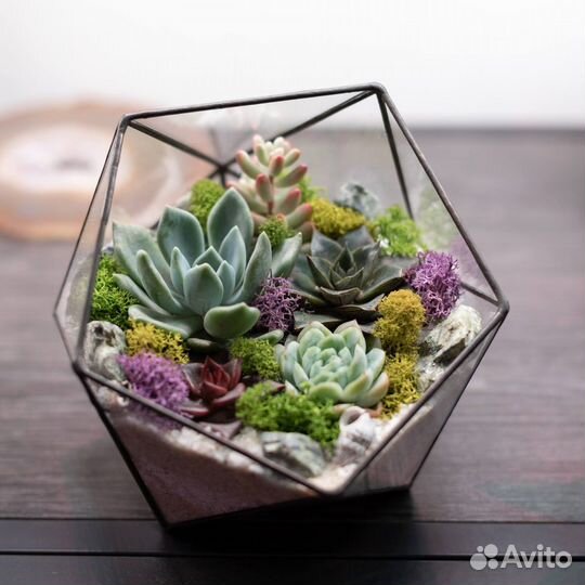 Флорариумы с суккулентами студии Glass & Grass