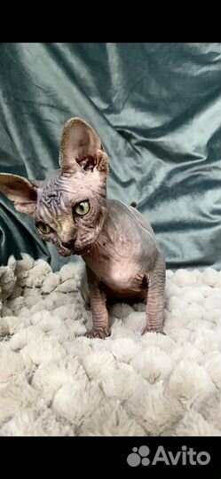 Бамбино Канадский сфинкс