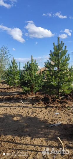Саженцы крупномеры сосна,ель, хвойных деревьев