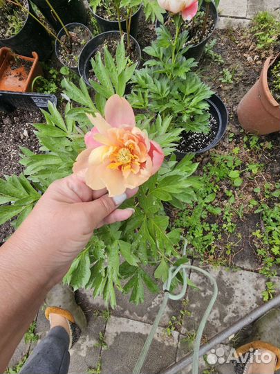 Пион ито- гибрид Бартзелла