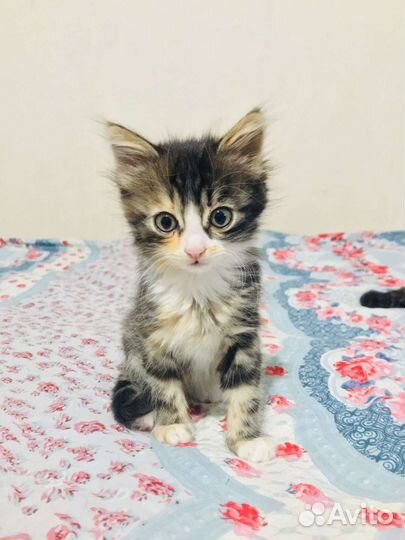 Котёнок девочка