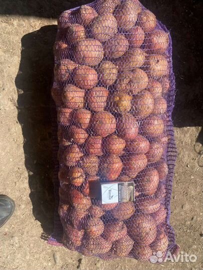 Продам картофель оптом и в розницу