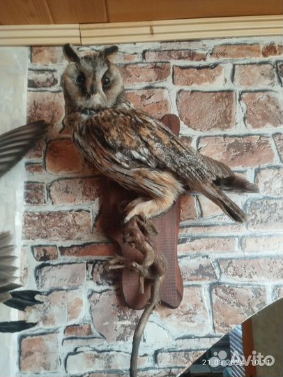 Чучело совы