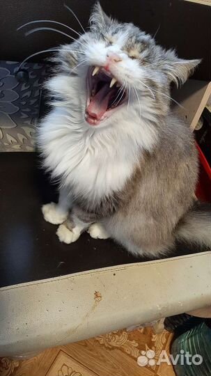 Котик в дар