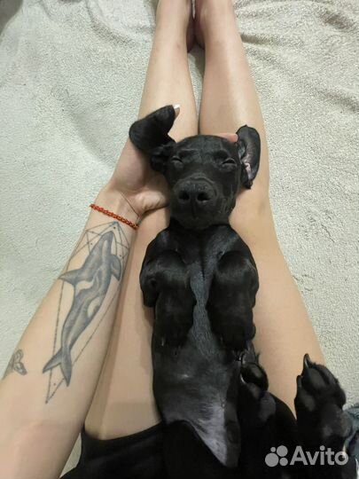 Щенок таксы в добрые руки