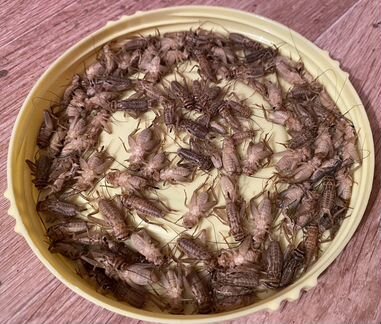Сверчки замороженные, кальций для рептилий