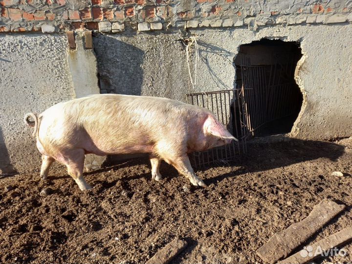 Хряк Ландрас