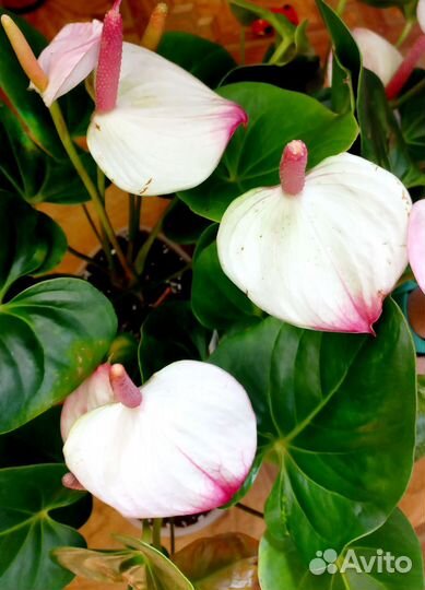 Антуриум Принцесса Амалия