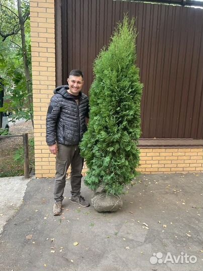 Туя Смарагд 2м