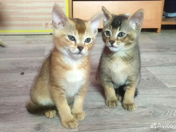 Котята чаузи