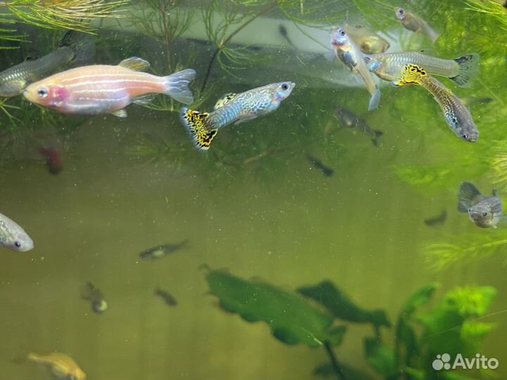 Анциструсы растения рыбки гуппи