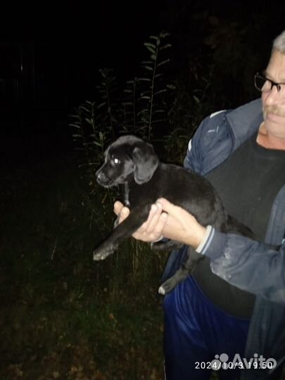 Щенки в добрые руки