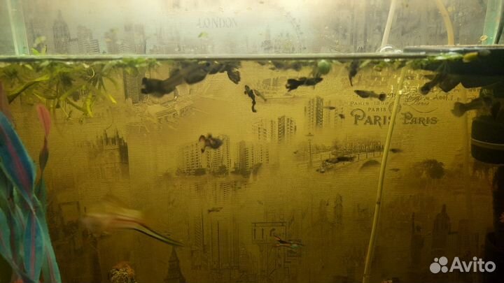 Мальки Гуппи