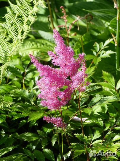 Примулы, астильба, хосты