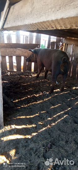 Хряк дюрок 1 год