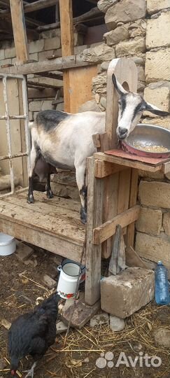 Козы и Овцы