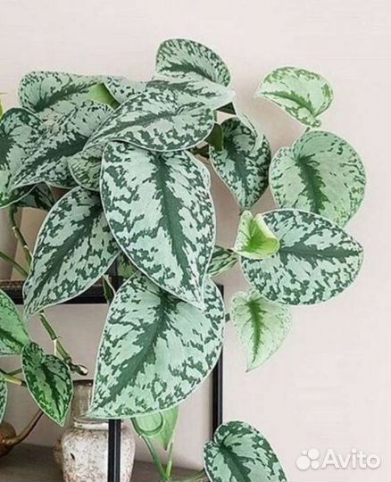 Сциндапсус пиктус Треби / Scindapsus pictus Trebie